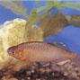 滑川町の魚である水槽で泳ぐミヤコタナゴのアップ写真
