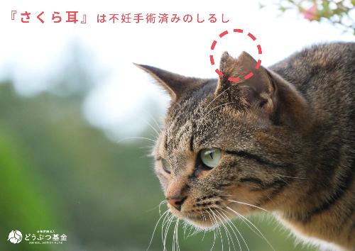 さくらねこ