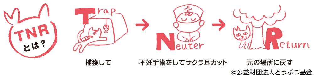さくらねこTNR
