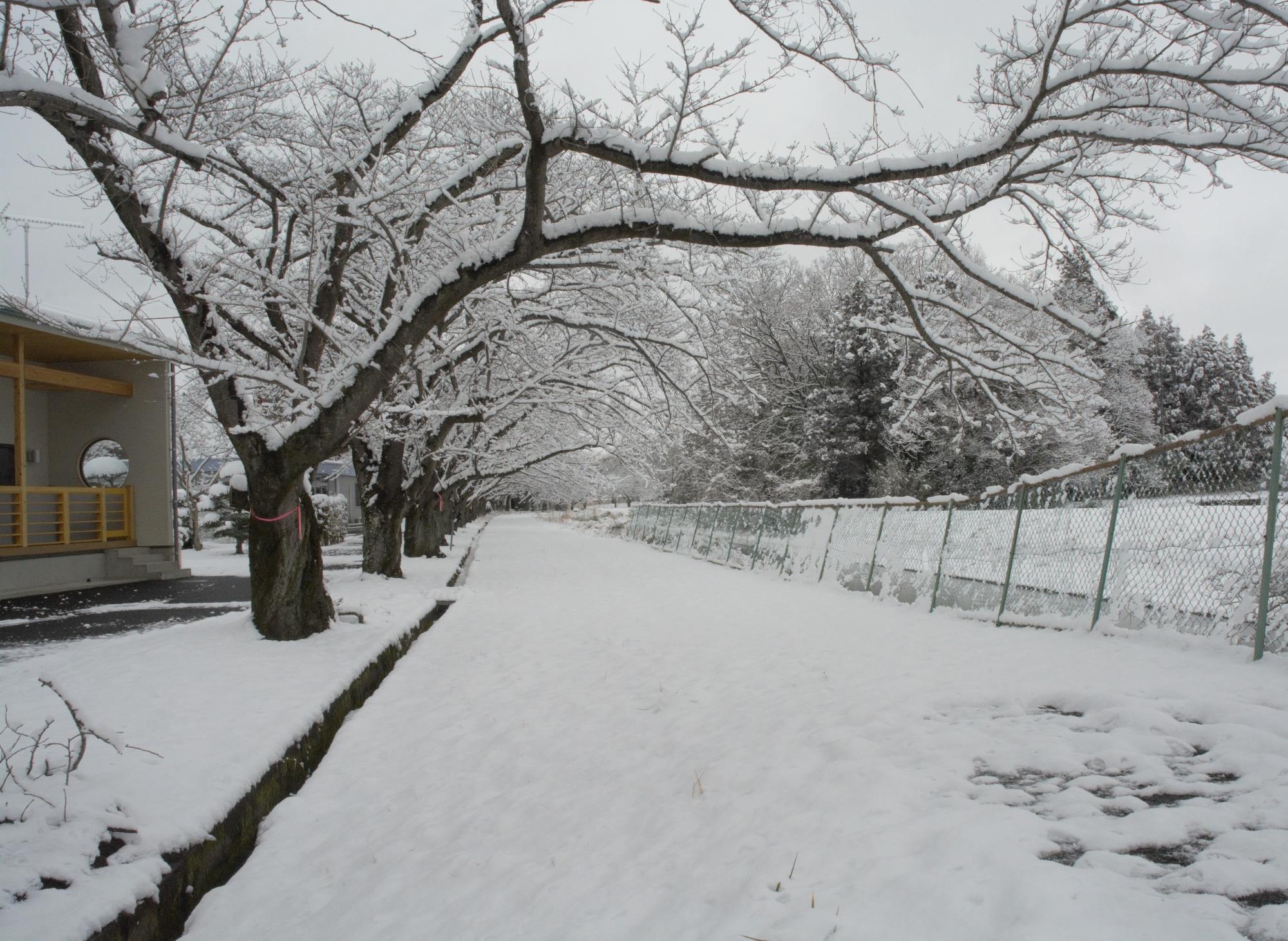 滑川沿いの桜並木