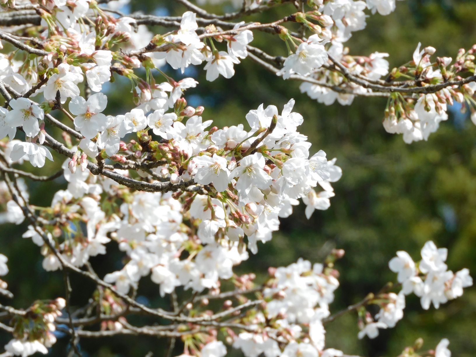 桜2