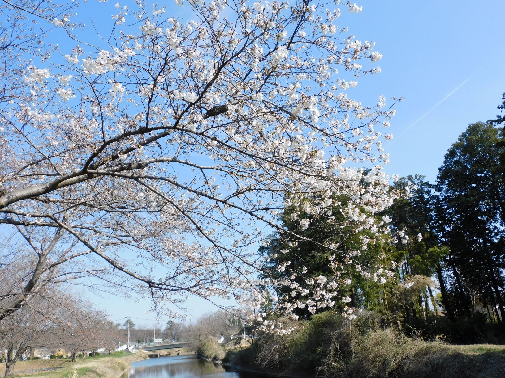 桜0324