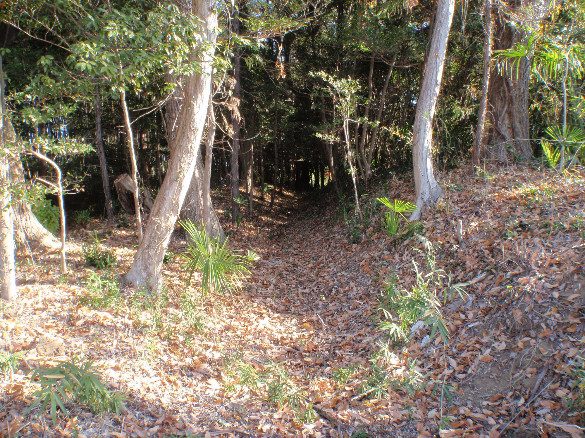 羽尾城跡の堀と土塁