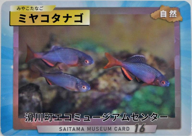 配布中のミュージアムカードミヤコタナゴ
