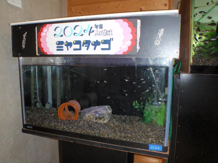 ミヤコタナゴ2024