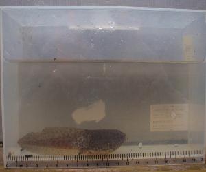 令和8年8月生き物