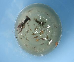 令和8年7月分生き物