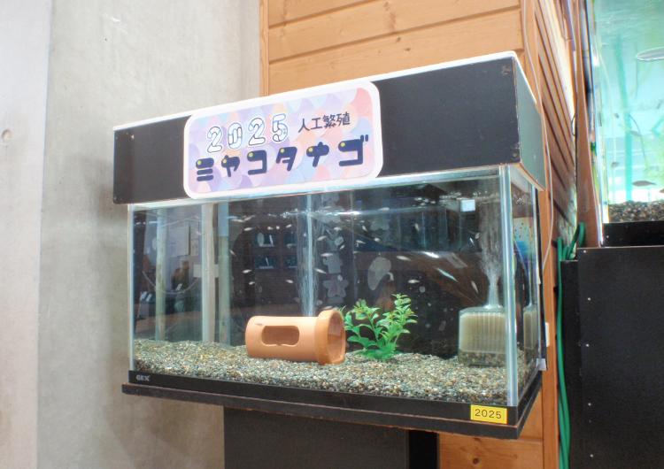 令和7年度ミヤコタナゴ稚魚