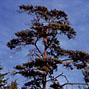 雲一つない晴天の下立つ滑川町の木である立派なマツのアップ写真