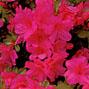 滑川町の花であるピンク色のツツジのアップ写真