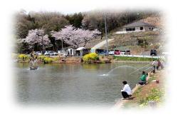 桜が咲く中、伊古の里フィッシングパークで釣りを楽しむ人たちが写った写真