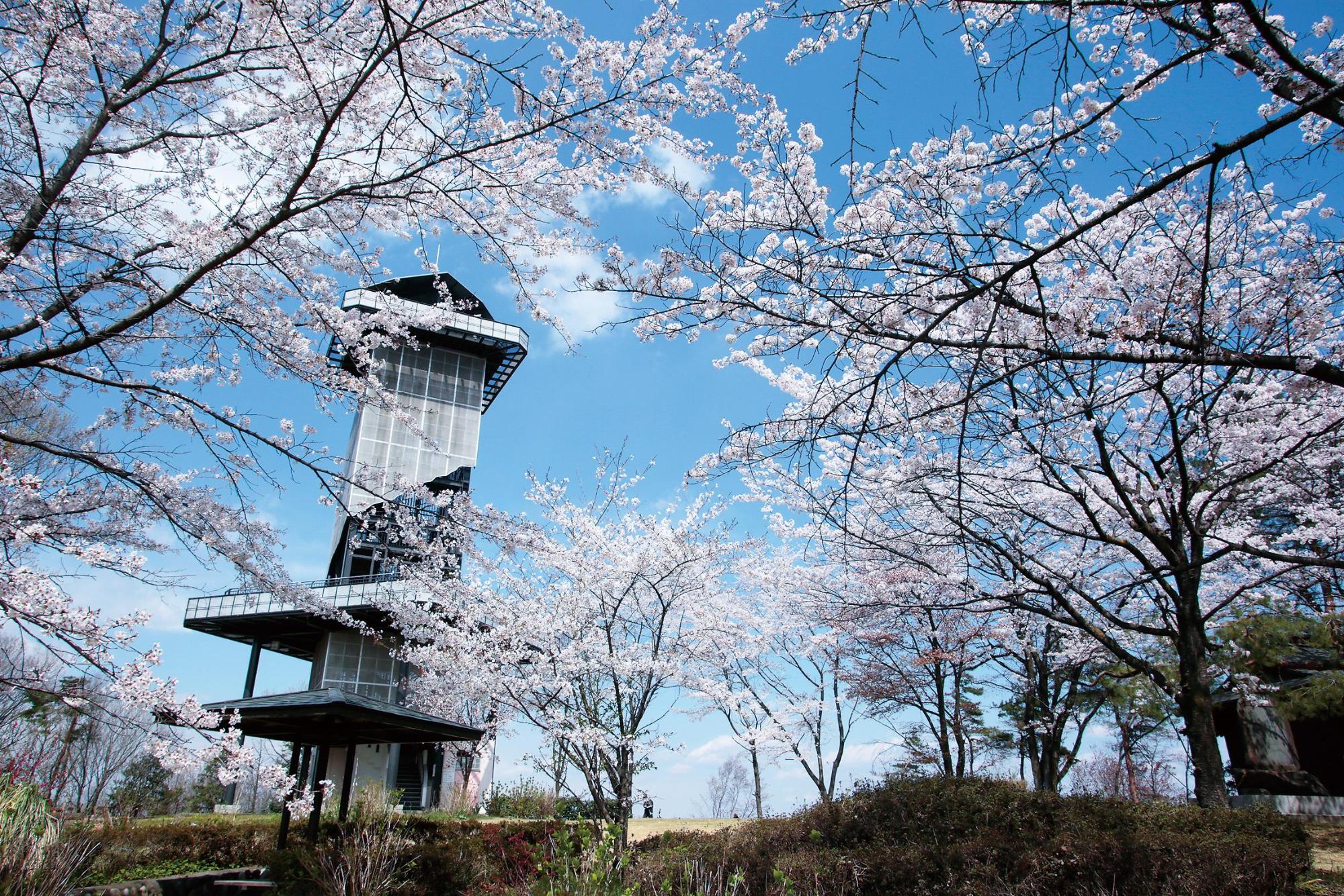 青空の下建つ二ノ宮山展望塔の外観の周りを囲むように咲いている綺麗なピンク色の花を付けた桜の木々の写真